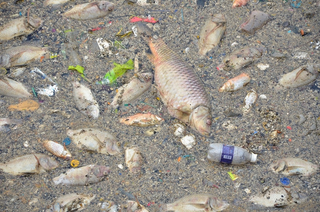 Cá chết trương sình bốc mùi hôi thối