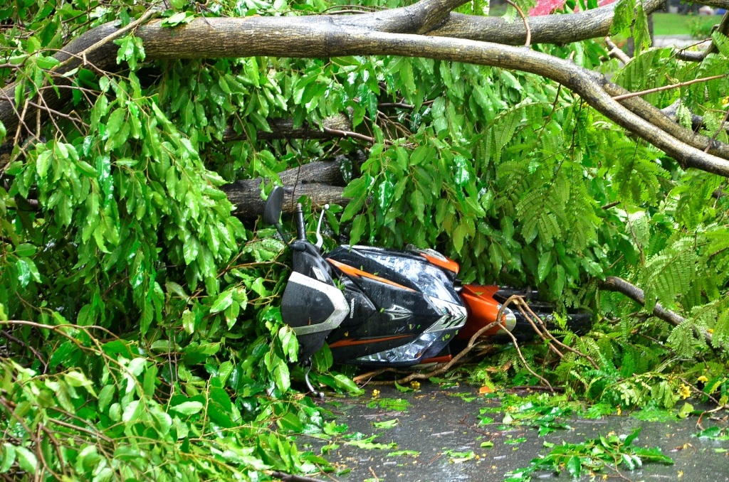 Chiếc xe gắn máy của nạn nhân bị cây xanh đè hư hỏng