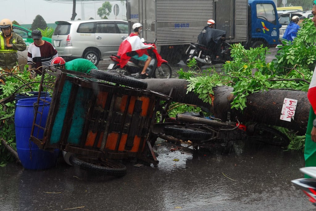 Cây xanh ngã đè lên xe ba gác của nạn nhân