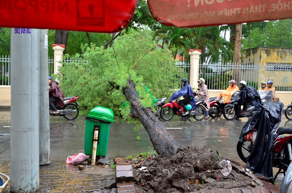 Cây me ngã chắn ngang giữa đường Nguyễn Thị Minh Khai