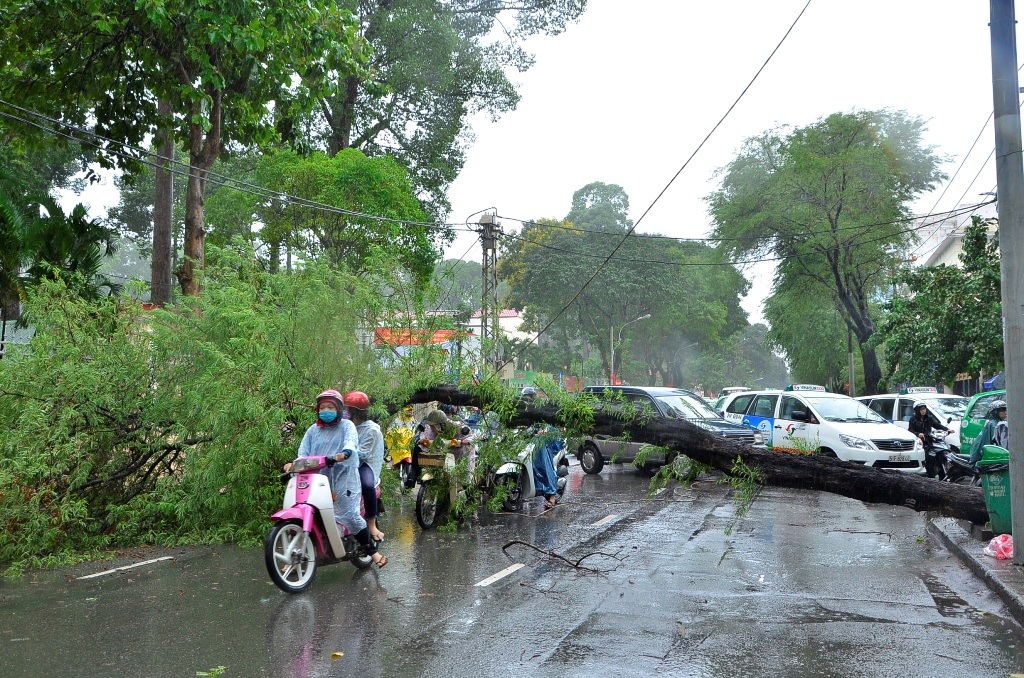 Bất chấp nguy hiểm, nhiều người vẫn cố chui qua thân cây ngã
