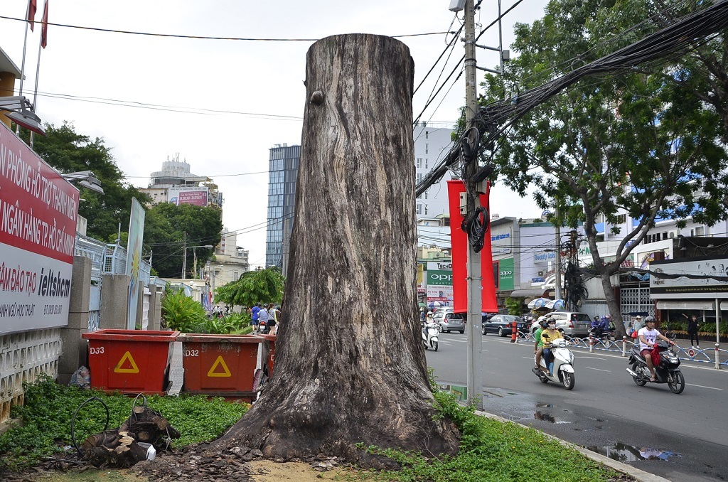 Cây sọ khỉ trước trụ sở Liên đoàn Lao động TPHCM phải đến 2 người ôm mới hết cũng đột ngột chết khô rất đáng tiếc