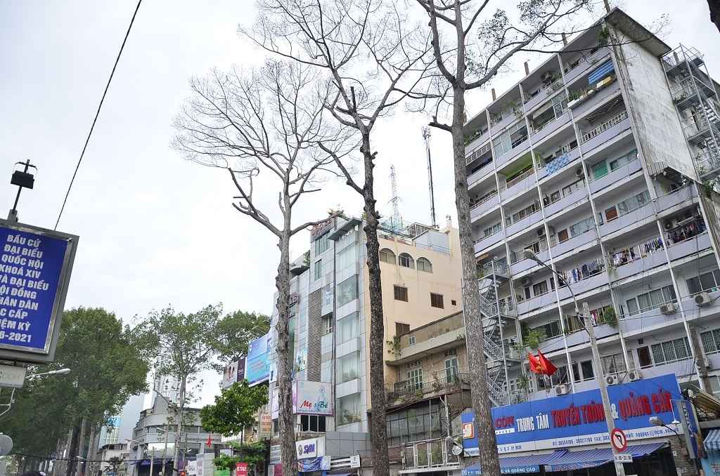 Hàng loạt cây cổ thụ chết bất thường ở Sài Gòn