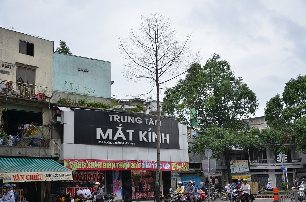 Một cây dầu mới được trồng lại đang xanh tốt cũng đột ngột rụng lá và chết