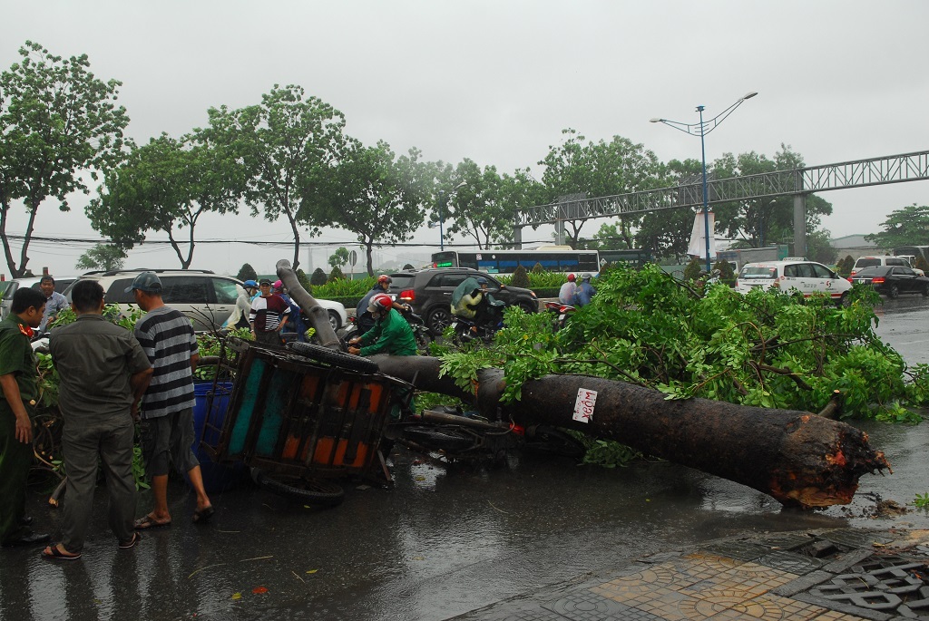 
Đáng nói là nhiều cây rất xanh tốt nhưng bộ rễ đã bị mục nát
