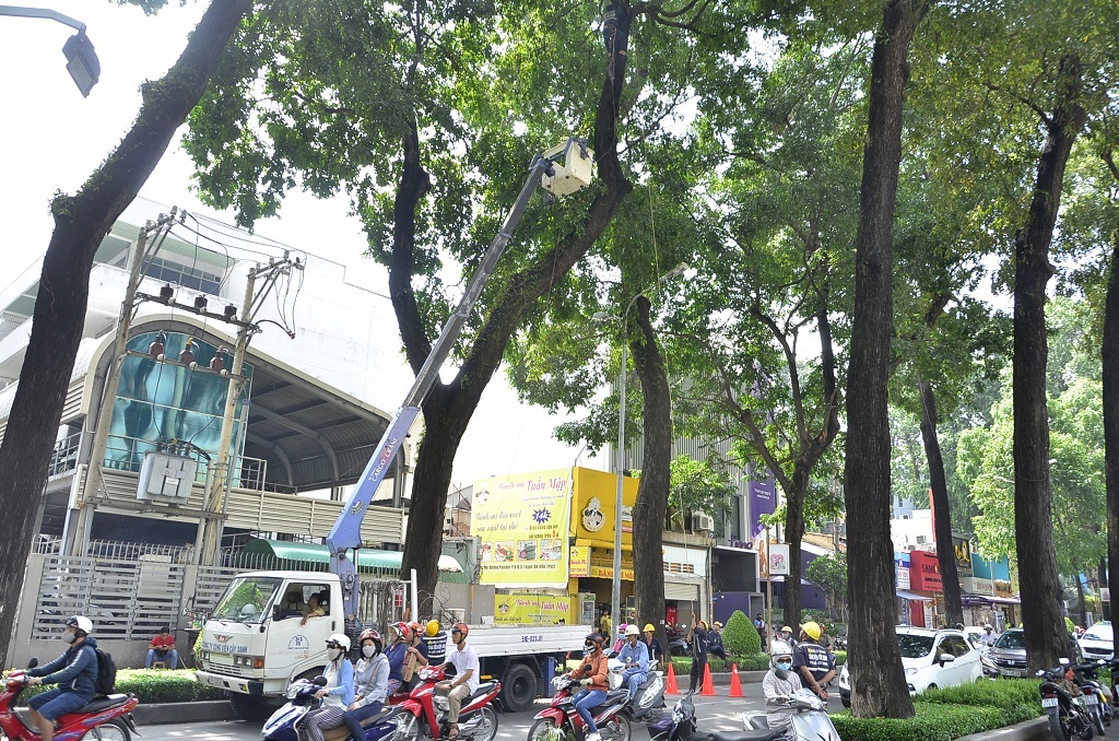 Công nhân công ty Công viên cây xanh TPHCM kiểm tra, xử lý những cây xanh trên các tuyến đường trước mùa mưa bão