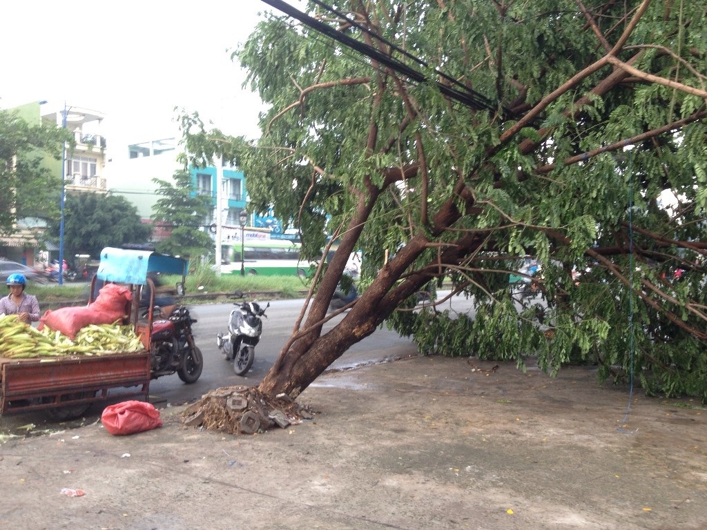 Lặc lè với đường ngập, cây đổ, kẹt xe chiều thứ bảy - 10 11-1469277840308