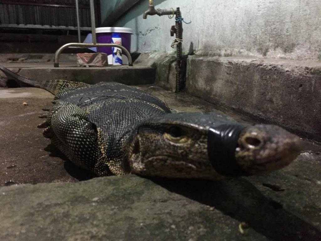 Bắt được kỳ đà to như... cá sấu trên kênh rạch tại Sài Gòn - 3 Chú kỳ đà hoa mà người dân bắt được