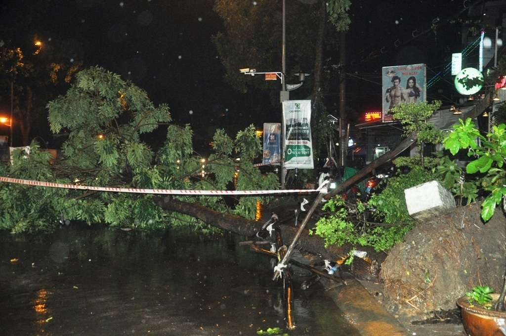 Một cây xanh bật gốc trong cơn mưa chiều 26/8