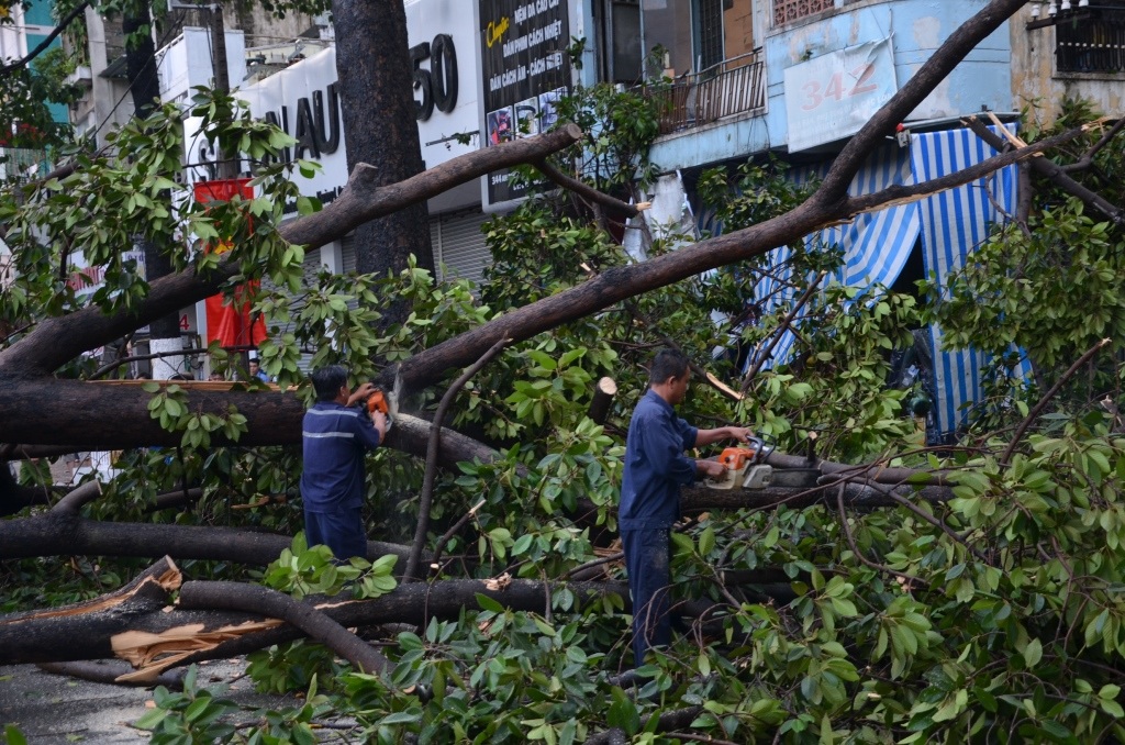 Nhân viên cây xanh tiến hành cắt cây, giải phóng hiện trường