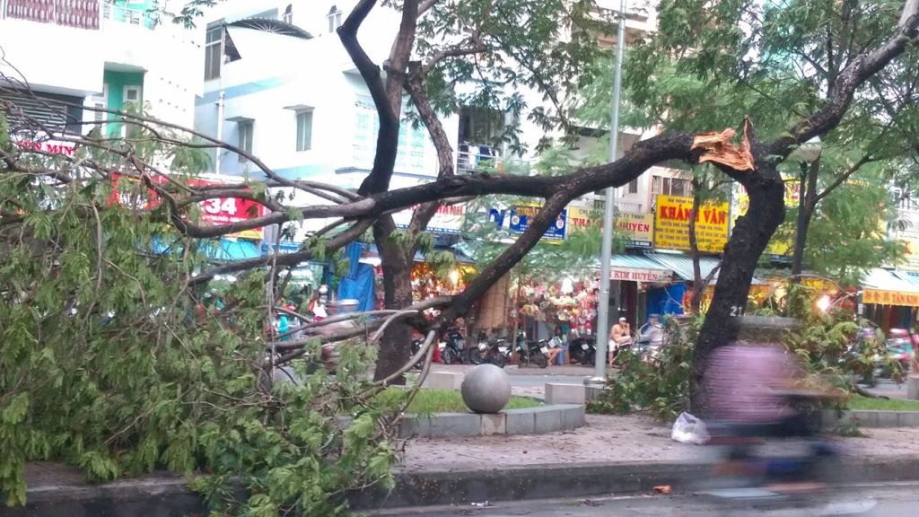Cây cổ thụ bật gốc đè gần 10 ô tô, xe máy, 1 người chết - 6 7-1472391127266