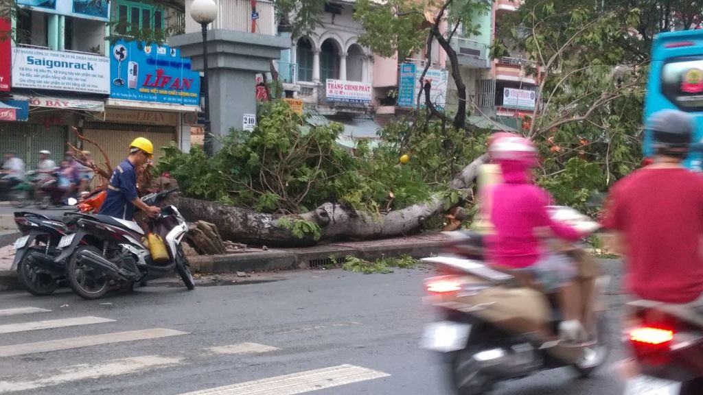 Cây cổ thụ bật gốc đè gần 10 ô tô, xe máy, 1 người chết - 7 Nhiều cây phượng nằm trên đường Hải Thượng Lãn Ông cũng bị bật gốc, gãy nhánh trong cơn mưa gió này