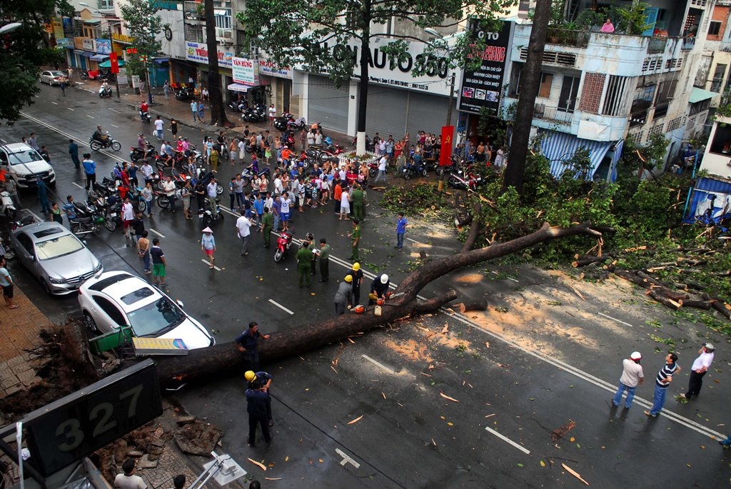 Cây dầu cổ thụ ngã ra đường An Dương Vương và đè chết anh Từ Minh Khải