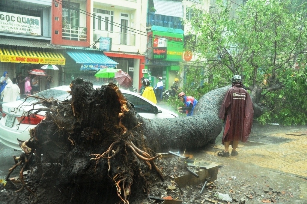 Cây xà cừ ngã ra đường đè trúng người đi xe máy chiều 30/8