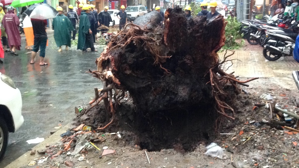 Rễ cây mục nát