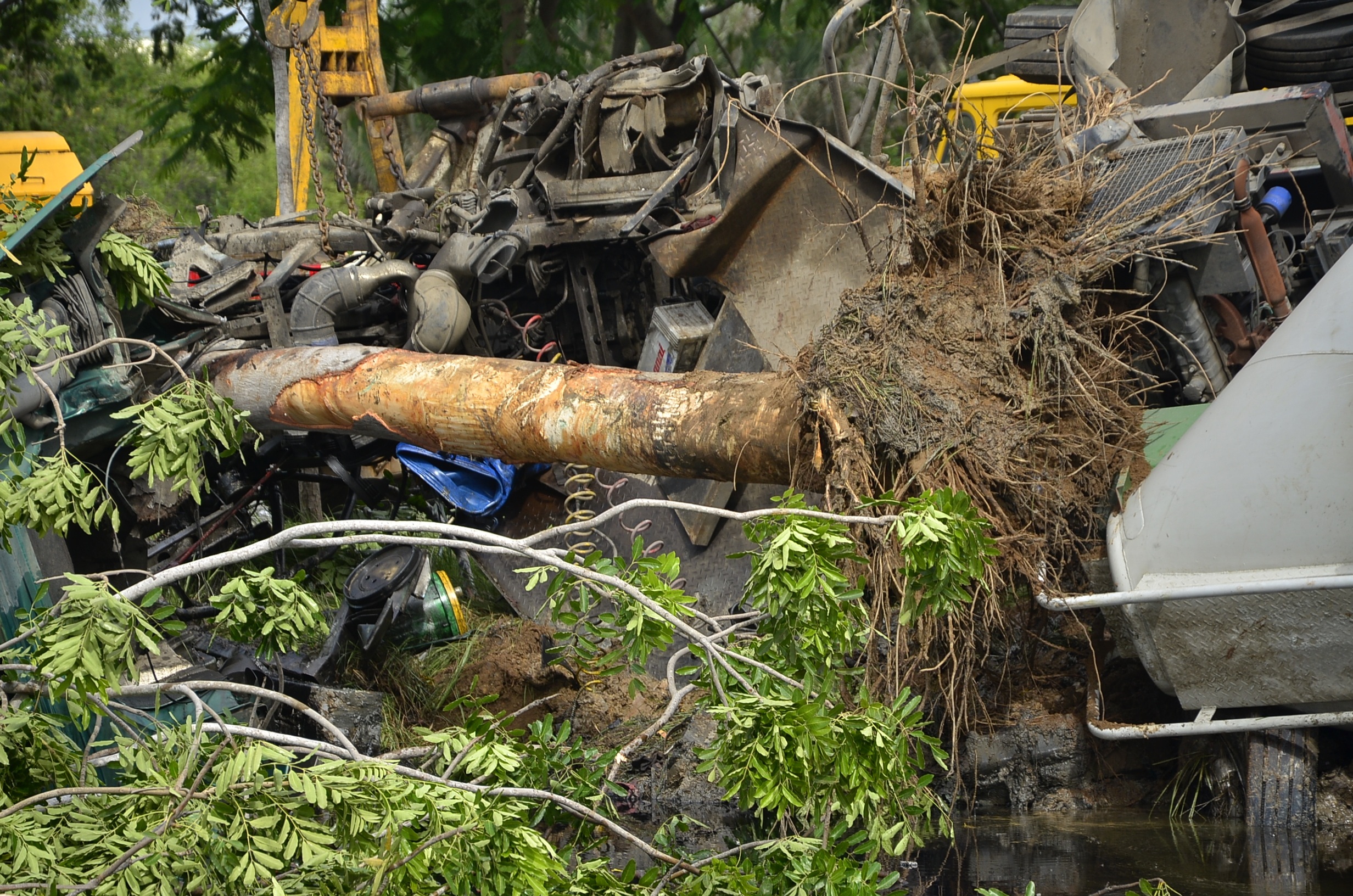 Một cây xanh bị bứng gốc