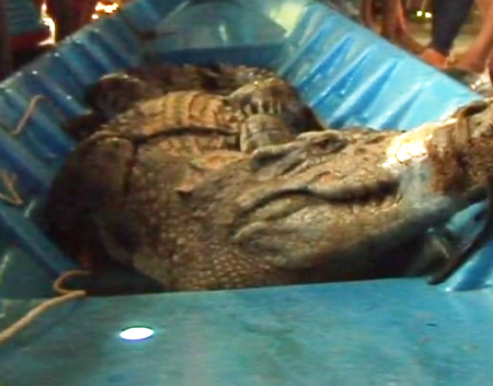 Cá sấu khủng bị bắt trong vuông tôm.