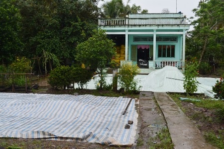 
Nông dân không bán được lúa đành đổ ra sân trùm bạt để đó.
