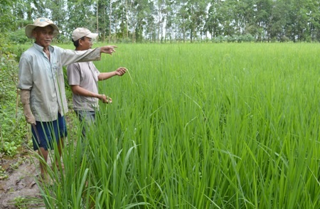 Ông Tất đang nói về con đường phát triển của cây lúa ở quê hương mình.