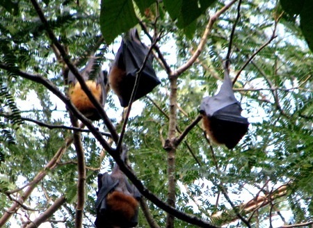 Nguyên Giám đốc Sở Nội vụ tử vong vì ăn tiết canh dơi? - 1 Dơi được nhiều người dân sử dụng làm món ăn.
