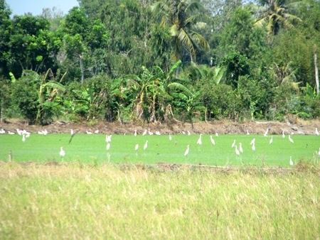 Hàng trăm con cò trắng tạo khung cảnh yên bình trên đồng quê - 2