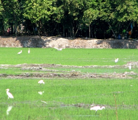 Hàng trăm con cò trắng tạo khung cảnh yên bình trên đồng quê - 3