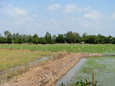 Hàng trăm con cò trắng tạo khung cảnh yên bình trên đồng quê - 1