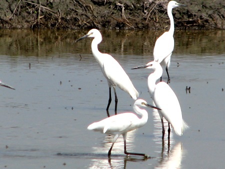 Hàng trăm con cò trắng tạo khung cảnh yên bình trên đồng quê - 7
