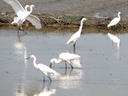 Cò trắng nhởn nhơ vui đùa trên những cánh đồng chuẩn bị gieo vụ đông xuân tạo khung cảnh hết sức yên bình cho vùng quê.