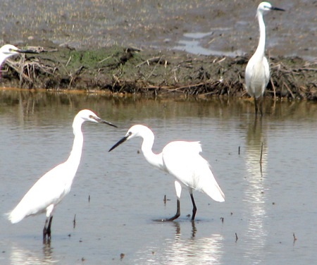 Hàng trăm con cò trắng tạo khung cảnh yên bình trên đồng quê - 9