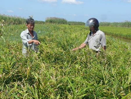 Người trồng gừng ở Cà Mau đang lo lắng bởi gừng rớt giá khiến họ bị lỗ nặng trong năm nay.