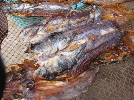 Người dân bắt cá thòi lòi để làm món ăn như kho, chiên, nướng và có thể làm khô. Nhìn thoáng qua, khô cá thòi lòi tựa như cá lóc.