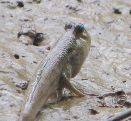 Cá thòi lòi có nhiều ở vùng sông nước Cà Mau. Đây là loài cá có thể sống trên cạn, dưới nước và thậm chí là leo cây rất giỏi.