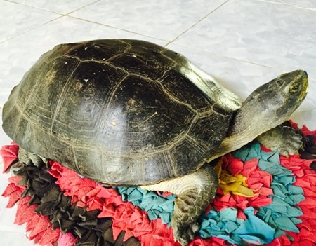 Sự thật về con rùa "bò lên người để trị bệnh" - 1
Con rùa mà nhà bà Nguyễn Thị Thu bắt được sau nhà.