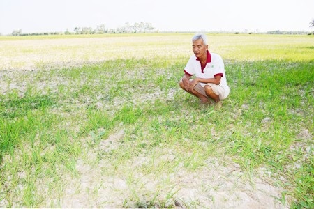Ông Liêng Văn Phước trong tâm trạng héo hon vì ruộng lúa còi cọc của mình khi không đồng bị khô hạn.