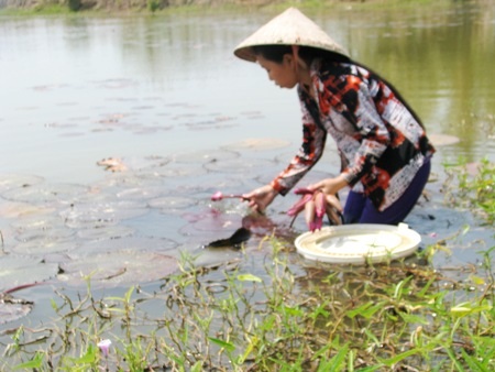 "Bông súng chết, 4 cha con chắc cũng chết theo" - 9