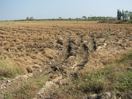 Nhiều diện tích đất nông nghiệp ở tỉnh Bạc Liêu bị hạn hán và xâm nhập mặn.