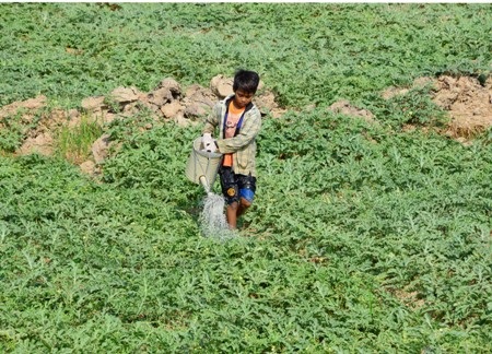 Chăm sóc ruộng dưa ở xã Lâm Kết, thị xã Ngã Năm.