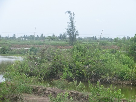 Hai người tử vong do điện giật - 1 Những đường dây điện được kéo sơ sài ra các ao nuôi tôm ở nhiều địa phương khu vực ĐBSCL luôn tiềm ẩn nhiều rủi ro. (Ảnh minh họa)