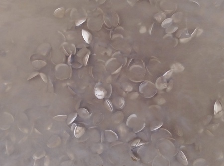 Nghêu chết hàng loạt khiến người nuôi gặp nhiều khó khăn. (Ảnh: CTV)