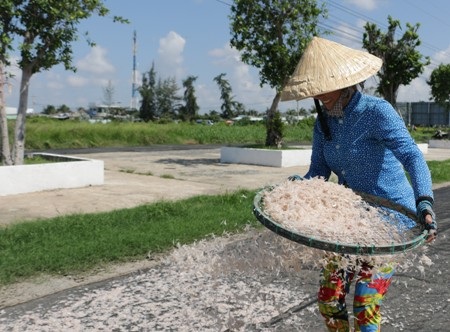 Ngư dân Bạc Liêu trúng mùa ruốc nhưng vẫn còn lo về việc tiêu thụ.