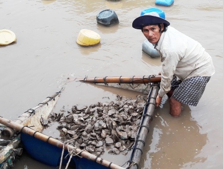 Nghêu, hàu bỗng dưng chết hàng loạt là do "sốc nước ngọt" - 1 Nghêu, hàu nuôi chết gây thiệt hại hàng chục tỷ đồng. (Ảnh CTV).