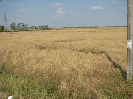 Nhiều diện tích lúa ở Bạc Liêu bị thiệt hại trong đợt hạn, mặn vừa qua.