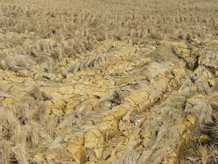 Vừa qua, Bạc Liêu là một trong những địa phương bị thiệt hại nặng do hạn, mặn ở khu vực ĐBSCL.