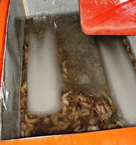 Một số tang vật gồm tạp chất và tôm có tạp chất bị thu giữ. (Ảnh: CTV)