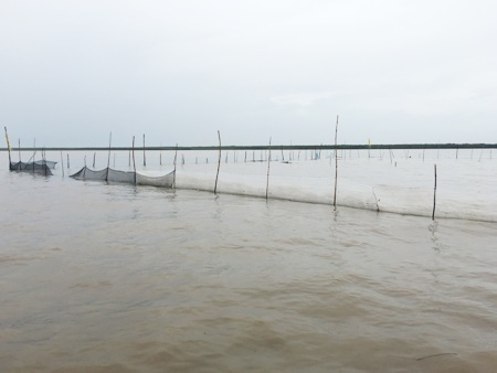 Khu vực nuôi sò huyết giống tại bãi bồi bị các đối tượng lạ mặt ngang nhiên khai thác. (Ảnh: CTV)