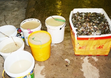 
Tạp chất và tôm chứa tạp chất bị phát hiện tại Công ty Quốc Ái.
