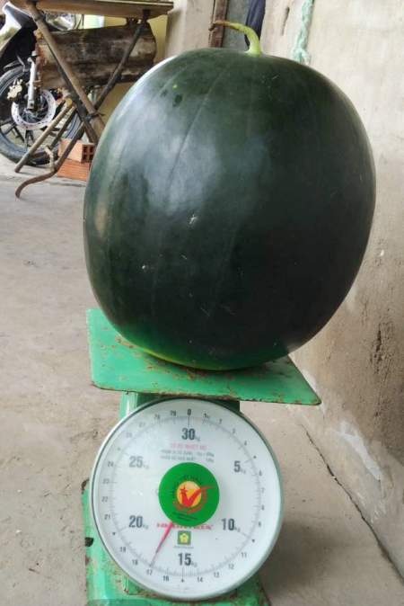 Quả dưa hấu “khủng” nặng trên 17kg - 1 Quả dưa hấu nặng trên 17 ký.