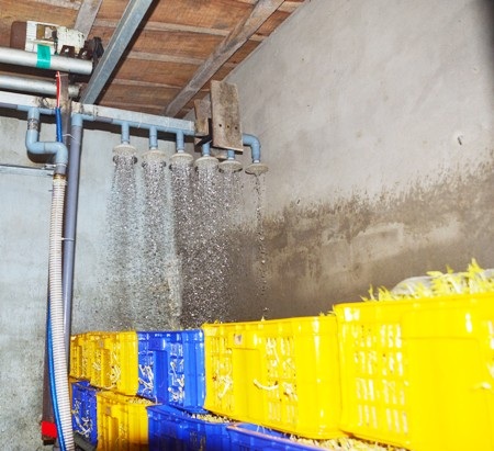 Hệ thống tưới nước tự động vào sản phẩm giá đỗ của anh Hải và anh Trung.