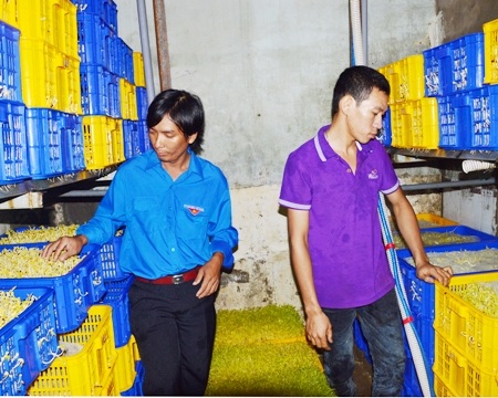 Hai chàng thanh niên trẻ bên sản phẩm giá ăn sau khi sử dụng hệ thống tưới nước tự động có hiệu quả.